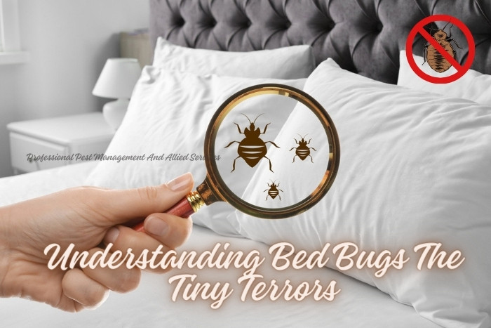 Hand holding a magnifying glass revealing bed bugs, symbolizing awareness and control services by Professional Pest Management And Allied Services Pvt. Ltd. in Chennai