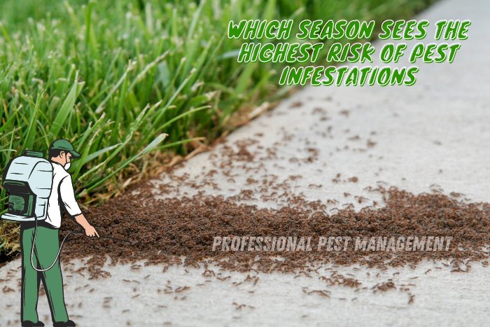 Ants invading a sidewalk near grass with 'Which Season Sees the Highest Risk of Pest Infestations?' text, illustrating Professional Pest Management's seasonal pest control services in Chennai