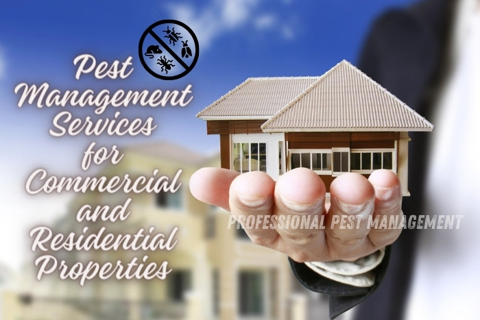 Person holding a model house with 'Pest Management Services for Commercial and Residential Properties' text, promoting Professional Pest Management's services in Chennai