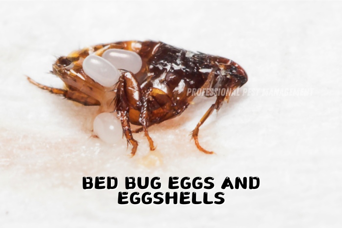 Professional Pest Management And Allied Services Pvt. Ltd. illustrates the presence of bed bug eggs and eggshells