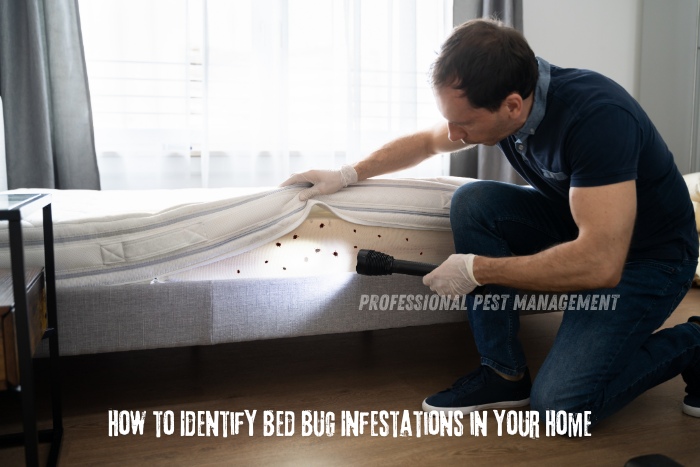 Recognizing these signs is essential for homeowners in Chennai to take immediate action against potential infestations